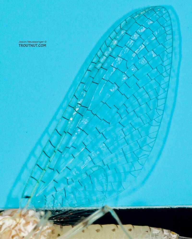 Female Stenonema modestum (Heptageniidae) (Cream Cahill) Mayfly Spinner from the Namekagon River in Wisconsin