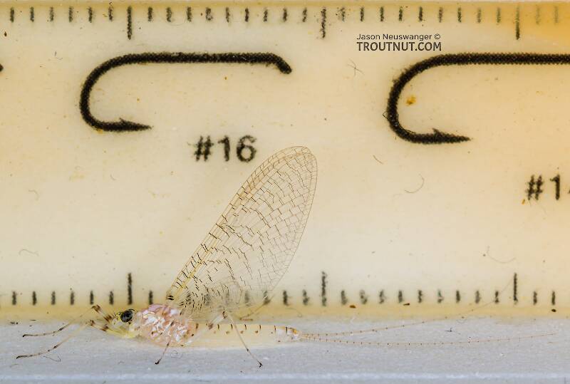 Ruler view of a Female Stenonema modestum (Heptageniidae) (Cream Cahill) Mayfly Spinner from the Namekagon River in Wisconsin The smallest ruler marks are 1 mm.