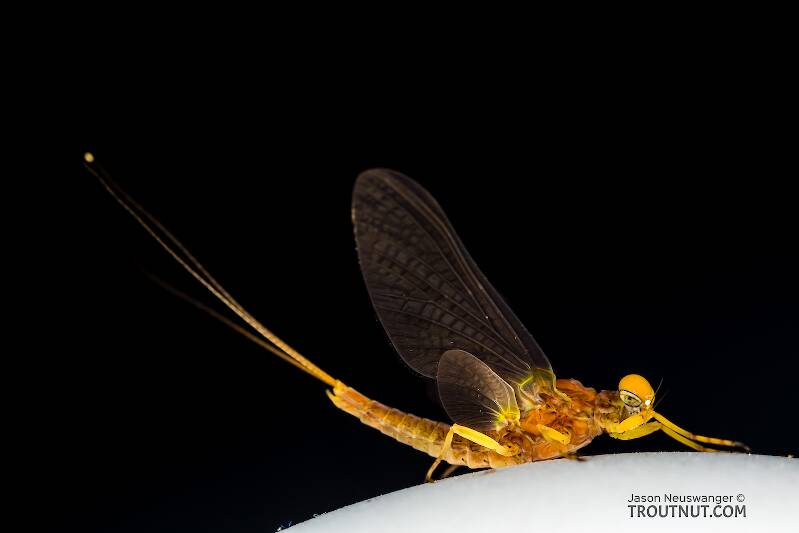 Lateral view of a Male Eurylophella temporalis (Ephemerellidae) (Chocolate Dun) Mayfly Dun from the West Fork of the Chippewa River in Wisconsin