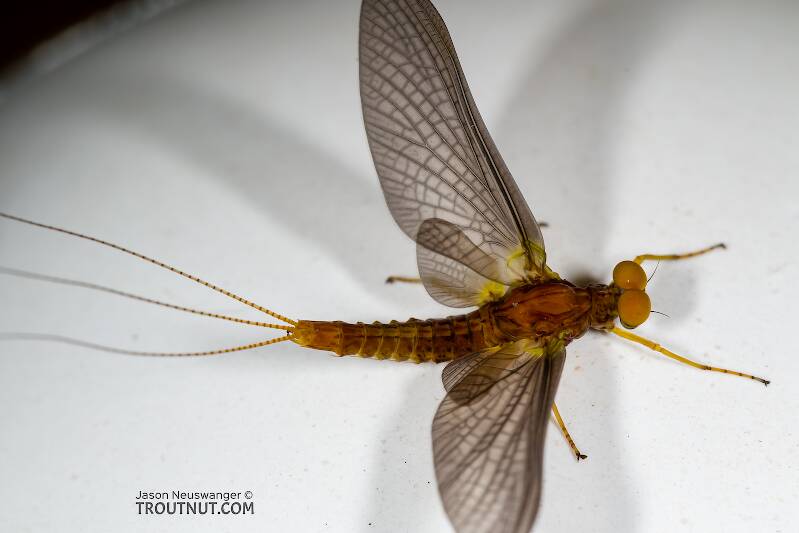 Dorsal view of a Male Eurylophella temporalis (Ephemerellidae) (Chocolate Dun) Mayfly Dun from the West Fork of the Chippewa River in Wisconsin