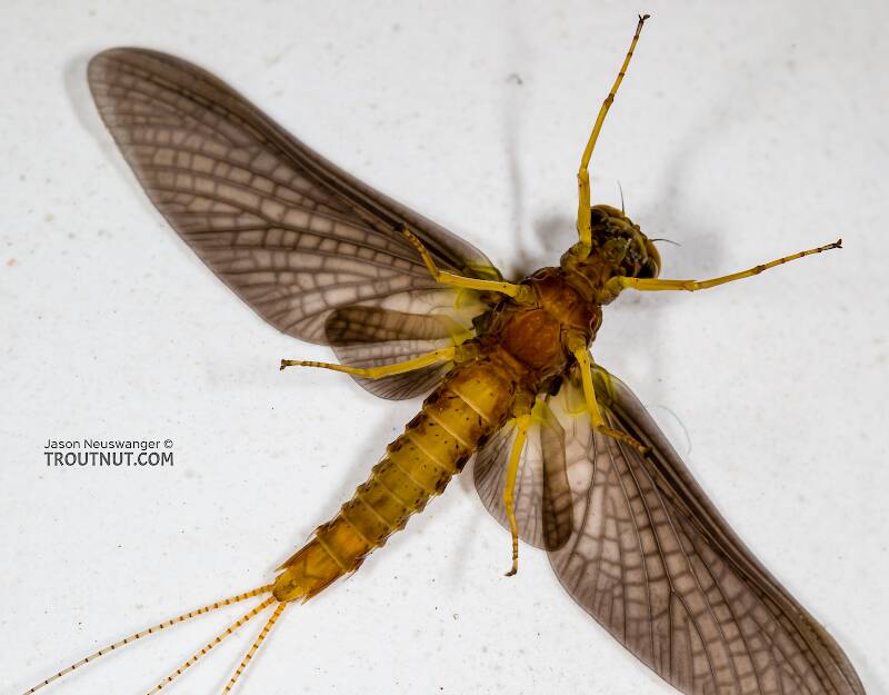 Ventral view of a Male Eurylophella temporalis (Ephemerellidae) (Chocolate Dun) Mayfly Dun from the West Fork of the Chippewa River in Wisconsin