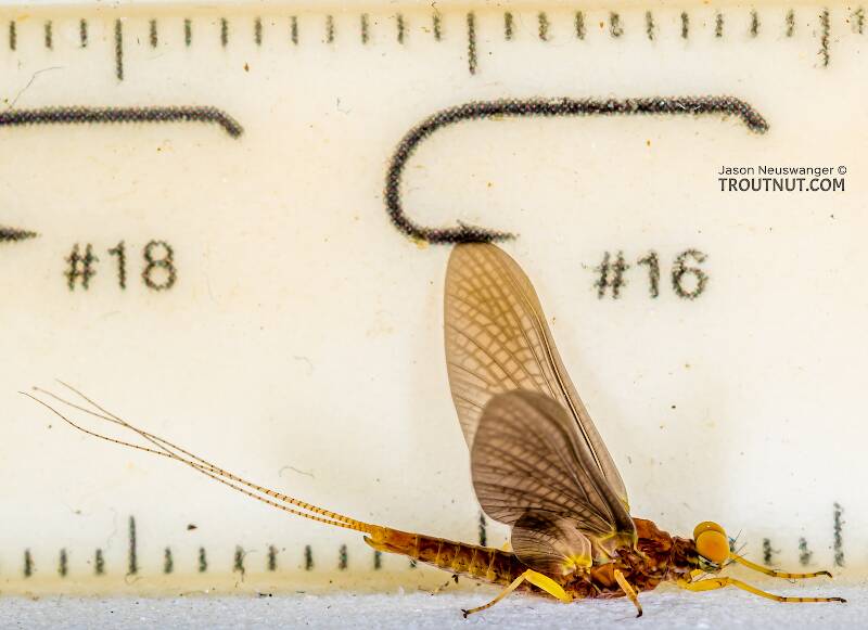 Ruler view of a Male Eurylophella temporalis (Ephemerellidae) (Chocolate Dun) Mayfly Dun from the West Fork of the Chippewa River in Wisconsin The smallest ruler marks are 1 mm.