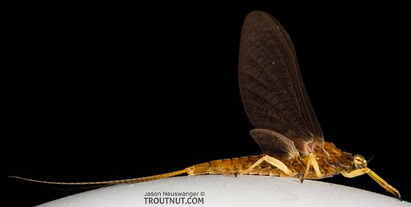 Lateral view of a Female Eurylophella temporalis (Ephemerellidae) (Chocolate Dun) Mayfly Dun from the West Fork of the Chippewa River in Wisconsin
