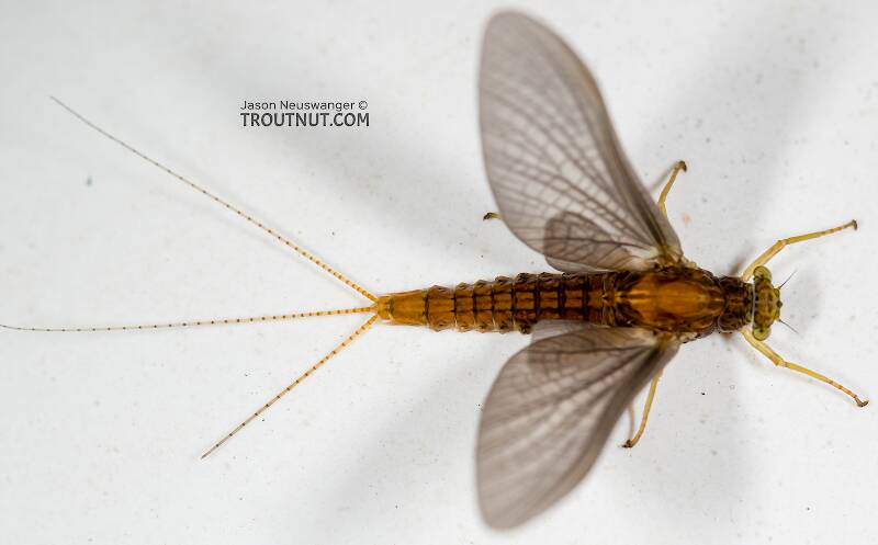 Dorsal view of a Female Eurylophella temporalis (Ephemerellidae) (Chocolate Dun) Mayfly Dun from the West Fork of the Chippewa River in Wisconsin