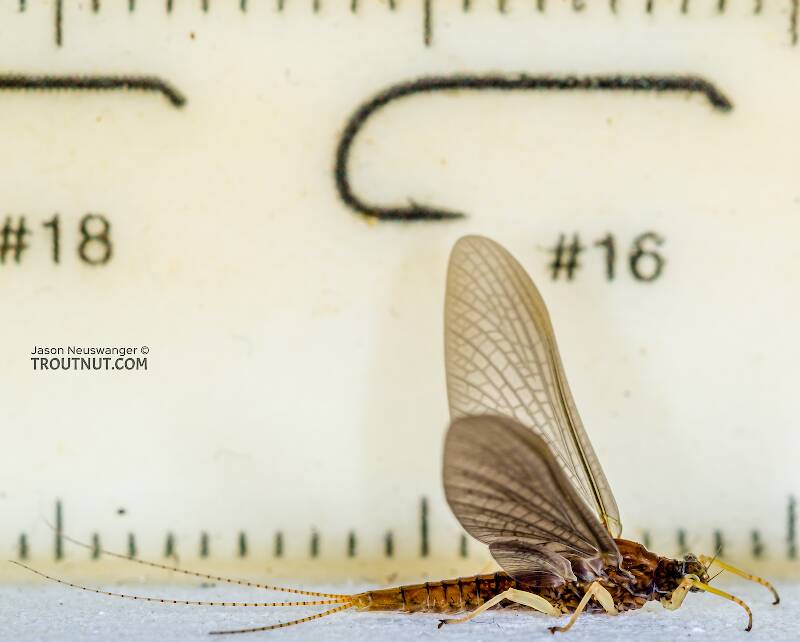 Ruler view of a Female Eurylophella temporalis (Ephemerellidae) (Chocolate Dun) Mayfly Dun from the West Fork of the Chippewa River in Wisconsin The smallest ruler marks are 1 mm.