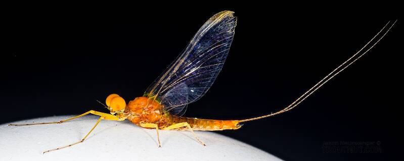 Lateral view of a Male Eurylophella temporalis (Ephemerellidae) (Chocolate Dun) Mayfly Spinner from the West Fork of the Chippewa River in Wisconsin
