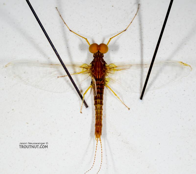 Dorsal view of a Male Eurylophella temporalis (Ephemerellidae) (Chocolate Dun) Mayfly Spinner from the West Fork of the Chippewa River in Wisconsin