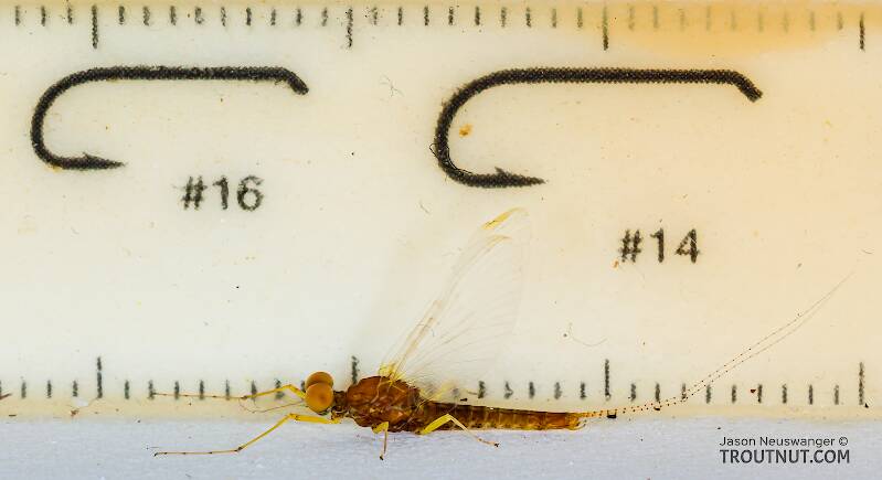 Ruler view of a Male Eurylophella temporalis (Ephemerellidae) (Chocolate Dun) Mayfly Spinner from the West Fork of the Chippewa River in Wisconsin The smallest ruler marks are 1 mm.