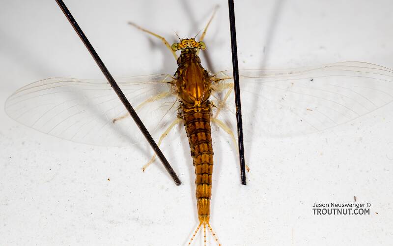 Dorsal view of a Female Eurylophella temporalis (Ephemerellidae) (Chocolate Dun) Mayfly Spinner from the West Fork of the Chippewa River in Wisconsin