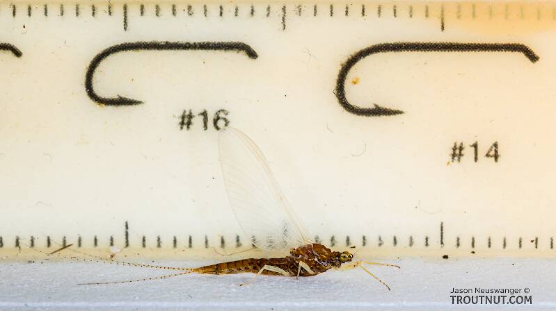 Ruler view of a Female Eurylophella temporalis (Ephemerellidae) (Chocolate Dun) Mayfly Spinner from the West Fork of the Chippewa River in Wisconsin The smallest ruler marks are 1 mm.