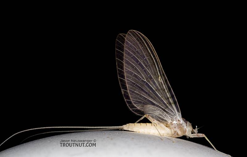 Lateral view of a Female Heptageniidae (March Browns, Cahills, Quill Gordons) Mayfly Dun from the West Fork of the Chippewa River in Wisconsin