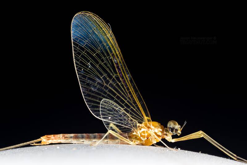 Male Cinygmula tarda (Heptageniidae) Mayfly Spinner from the Cedar River in Washington