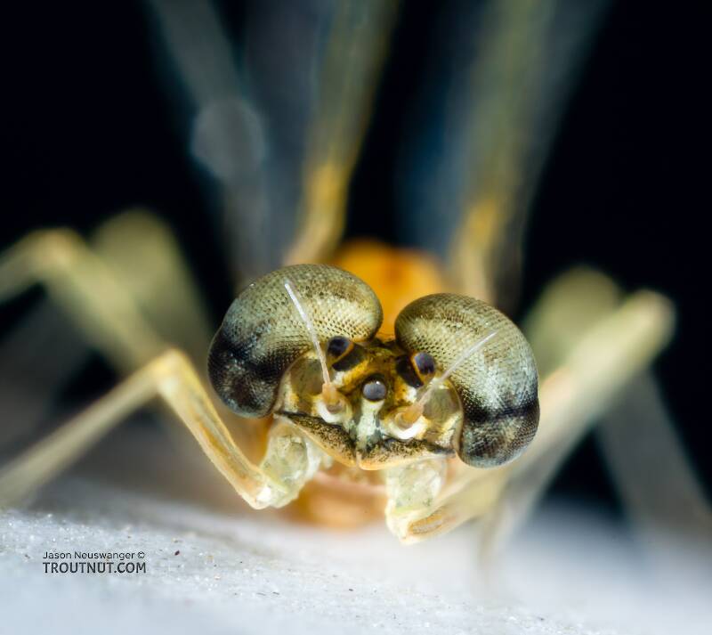 Male Cinygmula tarda (Heptageniidae) Mayfly Spinner from the Cedar River in Washington