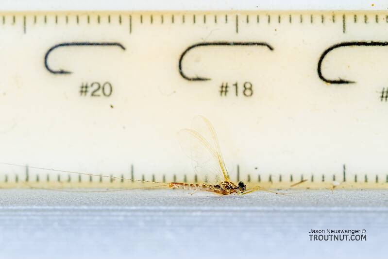 Ruler view of a Male Cinygmula tarda (Heptageniidae) Mayfly Spinner from the Cedar River in Washington The smallest ruler marks are 1 mm.