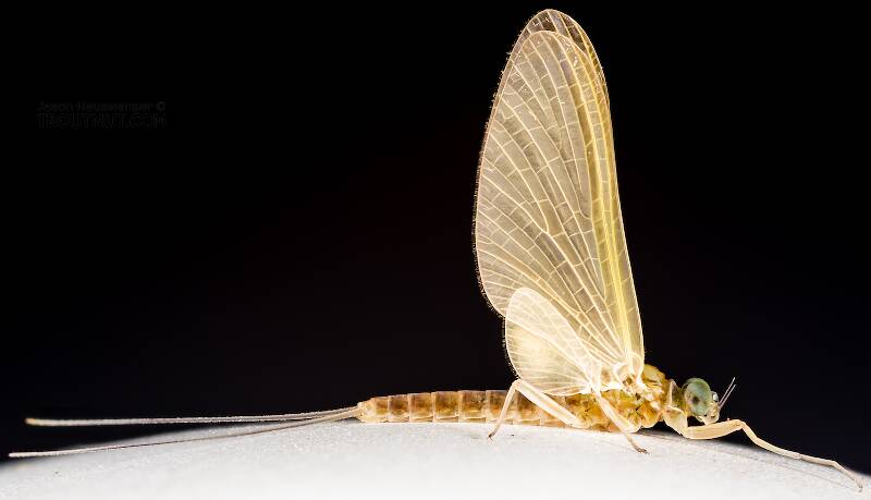Lateral view of a Male Cinygmula tarda (Heptageniidae) Mayfly Dun from the Cedar River in Washington