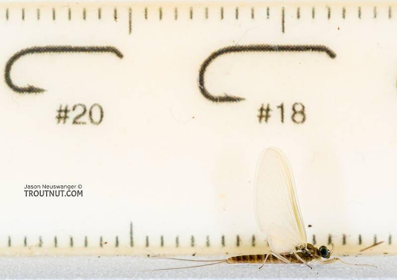 Ruler view of a Male Cinygmula tarda (Heptageniidae) Mayfly Dun from the Cedar River in Washington The smallest ruler marks are 1 mm.