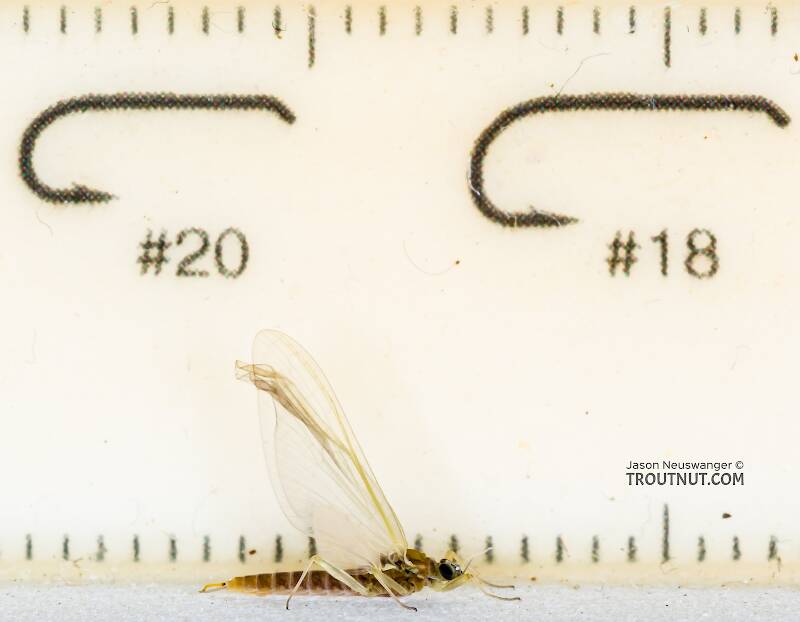 Ruler view of a Female Cinygmula tarda (Heptageniidae) Mayfly Dun from the Cedar River in Washington The smallest ruler marks are 1 mm.