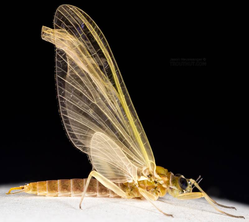Lateral view of a Female Cinygmula tarda (Heptageniidae) Mayfly Dun from the Cedar River in Washington