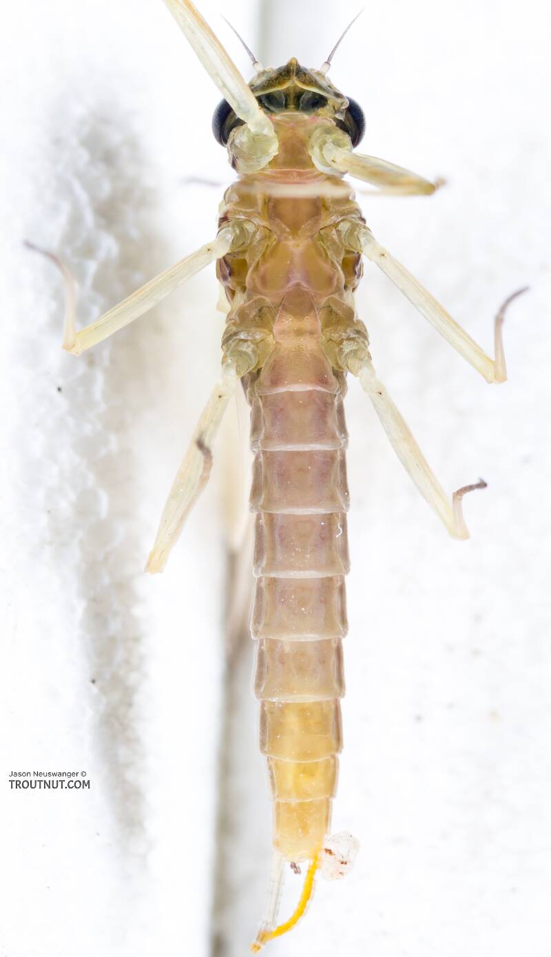 Ventral view of a Female Cinygmula tarda (Heptageniidae) Mayfly Dun from the Cedar River in Washington