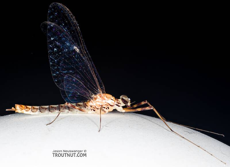 Lateral view of a Male Cinygma dimicki (Heptageniidae) (Western Light Cahill) Mayfly Spinner from the Cedar River in Washington