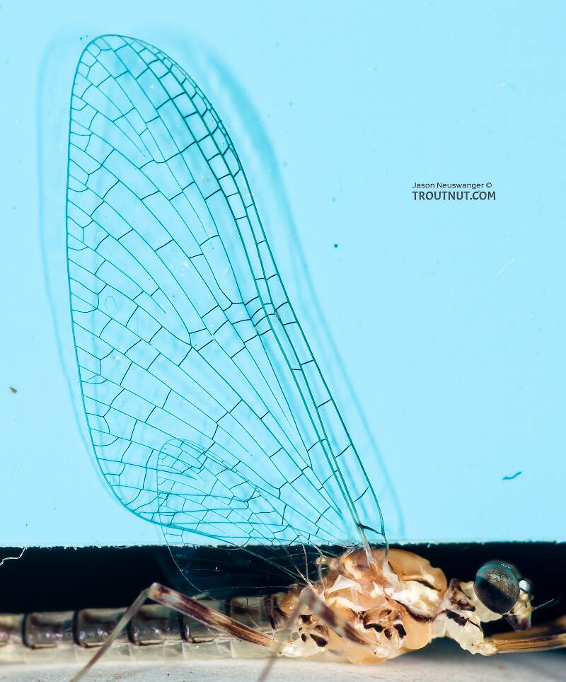 Male Cinygma dimicki (Heptageniidae) (Western Light Cahill) Mayfly Spinner from the Cedar River in Washington