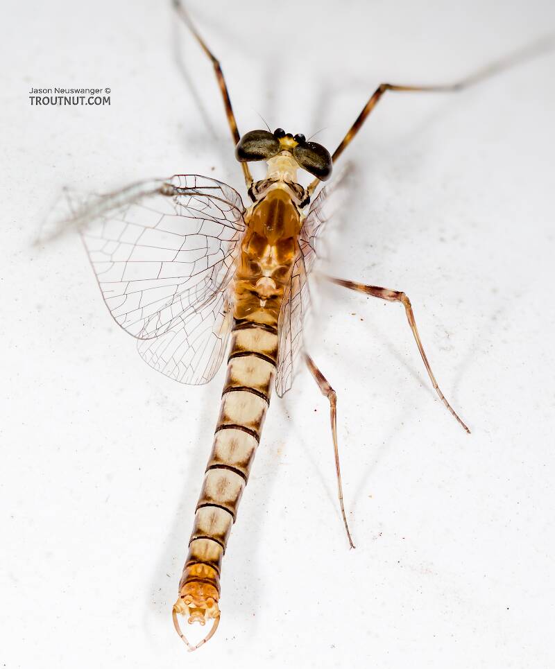 Dorsal view of a Male Cinygma dimicki (Heptageniidae) (Western Light Cahill) Mayfly Spinner from the Cedar River in Washington