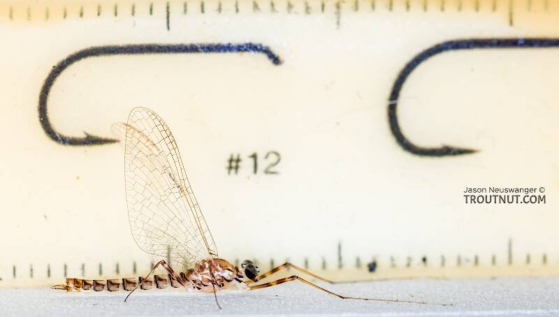 Ruler view of a Male Cinygma dimicki (Heptageniidae) (Western Light Cahill) Mayfly Spinner from the Cedar River in Washington The smallest ruler marks are 1 mm.
