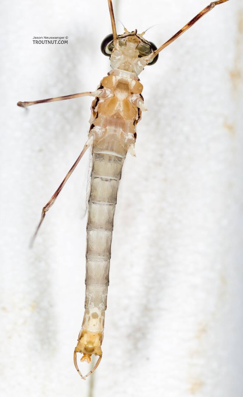 Ventral view of a Male Cinygma dimicki (Heptageniidae) (Western Light Cahill) Mayfly Spinner from the Cedar River in Washington