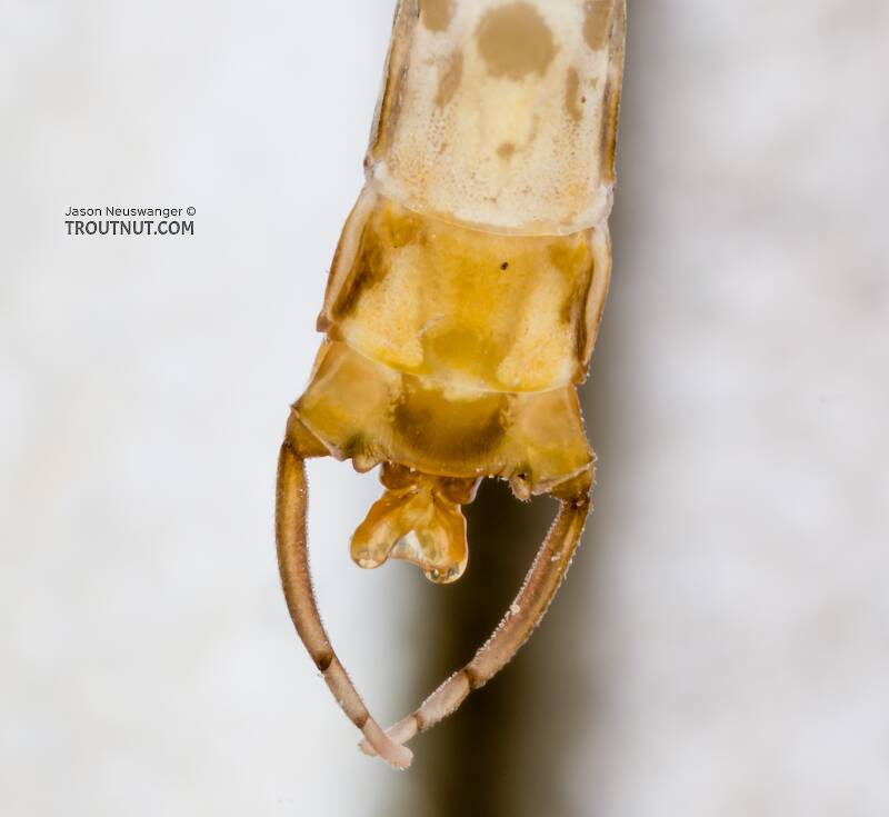 Male Cinygma dimicki (Heptageniidae) (Western Light Cahill) Mayfly Spinner from the Cedar River in Washington