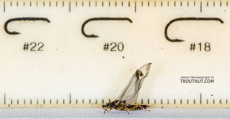Ruler view of a Female Caudatella heterocaudata (Ephemerellidae) Mayfly Dun from the Cedar River in Washington The smallest ruler marks are 1 mm.
