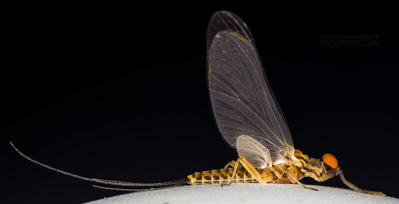Male Caudatella heterocaudata (Ephemerellidae) Mayfly Dun from the Cedar River in Washington