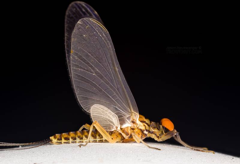 Male Caudatella heterocaudata (Ephemerellidae) Mayfly Dun from the Cedar River in Washington