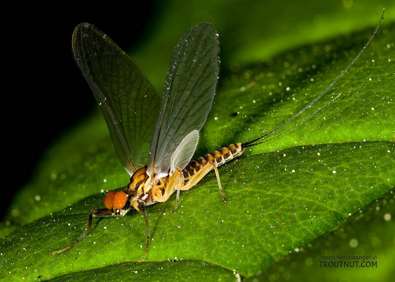 Artistic view of a Male Caudatella heterocaudata (Ephemerellidae) Mayfly Dun from the Cedar River in Washington