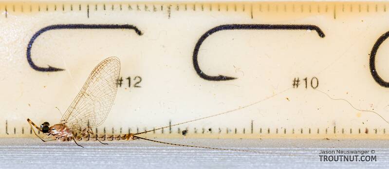 Ruler view of a Male Cinygma dimicki (Heptageniidae) (Western Light Cahill) Mayfly Spinner from the Cedar River in Washington The smallest ruler marks are 1 mm.