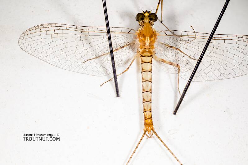 Dorsal view of a Male Cinygma dimicki (Heptageniidae) (Western Light Cahill) Mayfly Spinner from the Cedar River in Washington