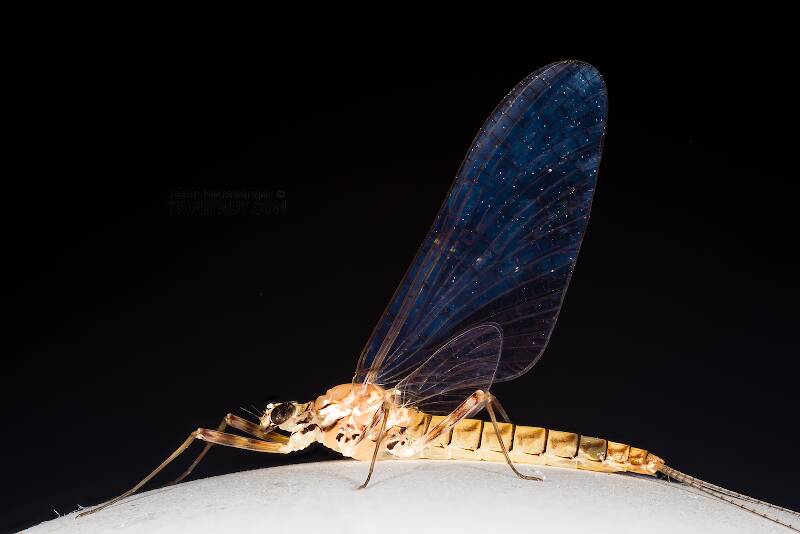 Female Cinygma dimicki (Heptageniidae) (Western Light Cahill) Mayfly Spinner from the Cedar River in Washington