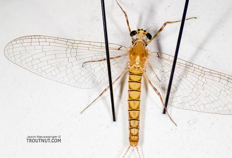 Dorsal view of a Female Cinygma dimicki (Heptageniidae) (Western Light Cahill) Mayfly Spinner from the Cedar River in Washington
