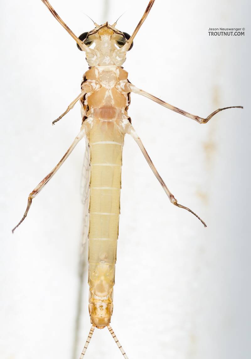 Ventral view of a Female Cinygma dimicki (Heptageniidae) (Western Light Cahill) Mayfly Spinner from the Cedar River in Washington