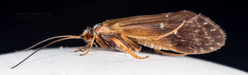 Lateral view of a Male Glossosoma (Glossosomatidae) (Little Brown Short-horned Sedge) Caddisfly Adult from the Cedar River in Washington