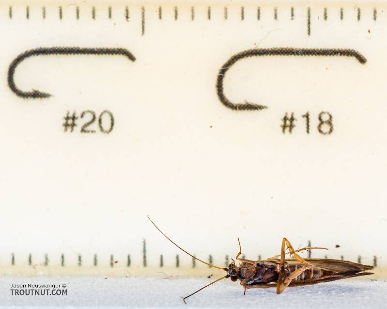 Ruler view of a Male Glossosoma (Glossosomatidae) (Little Brown Short-horned Sedge) Caddisfly Adult from the Cedar River in Washington The smallest ruler marks are 1 mm.