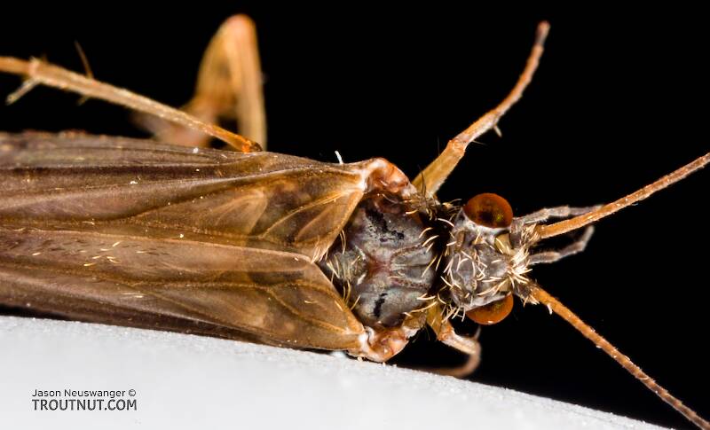 Male Glossosoma (Glossosomatidae) (Little Brown Short-horned Sedge) Caddisfly Adult from the Cedar River in Washington