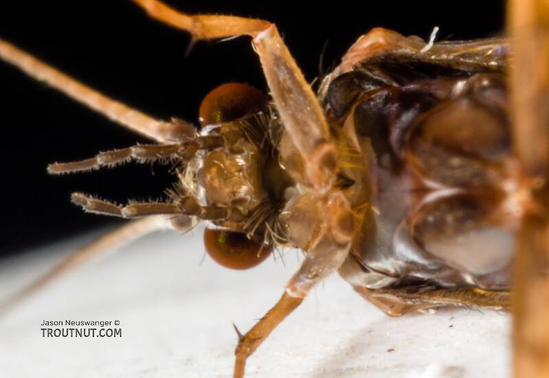 Male Glossosoma (Glossosomatidae) (Little Brown Short-horned Sedge) Caddisfly Adult from the Cedar River in Washington