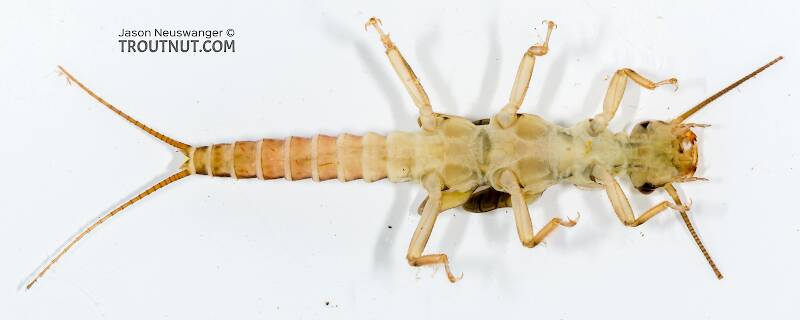 Ventral view of a Cultus tostonus (Perlodidae) (Springfly) Stonefly Nymph from the Cedar River in Washington