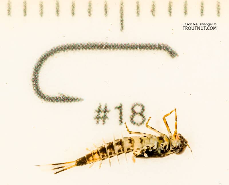 Ruler view of a Male Ameletus suffusus (Ameletidae) (Brown Dun) Mayfly Nymph from the Cedar River in Washington The smallest ruler marks are 1 mm.