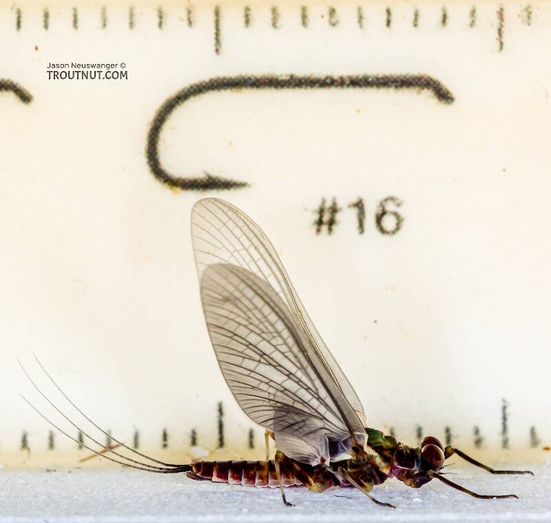 Ruler view of a Male Drunella flavilinea (Ephemerellidae) (Flav) Mayfly Dun from the Cedar River in Washington The smallest ruler marks are 1 mm.