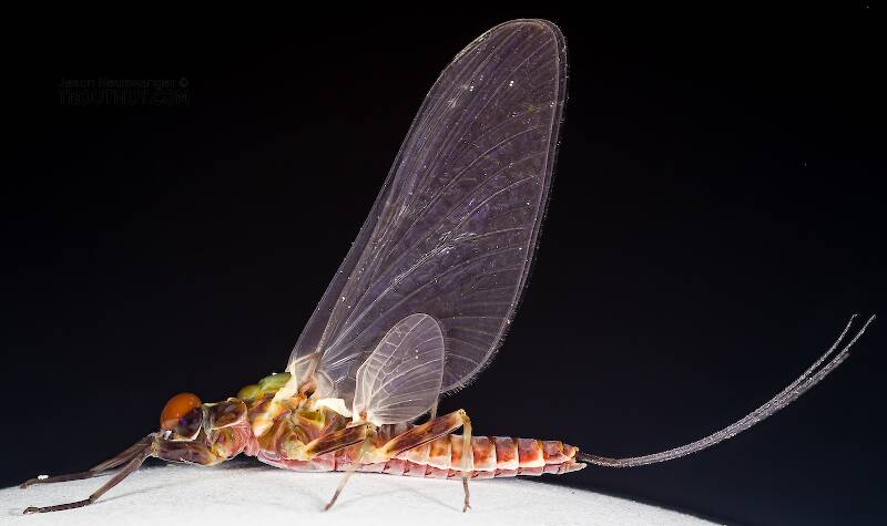 Lateral view of a Male Drunella flavilinea (Ephemerellidae) (Flav) Mayfly Dun from the Cedar River in Washington