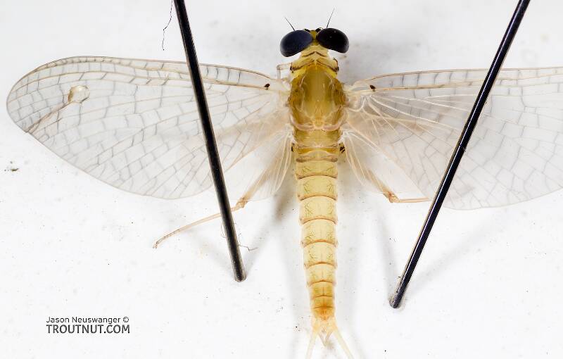 Dorsal view of a Male Epeorus albertae (Heptageniidae) (Pink Lady) Mayfly Dun from the Cedar River in Washington