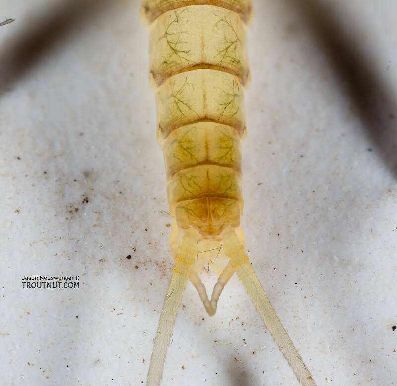 Male Epeorus albertae (Heptageniidae) (Pink Lady) Mayfly Dun from the Cedar River in Washington