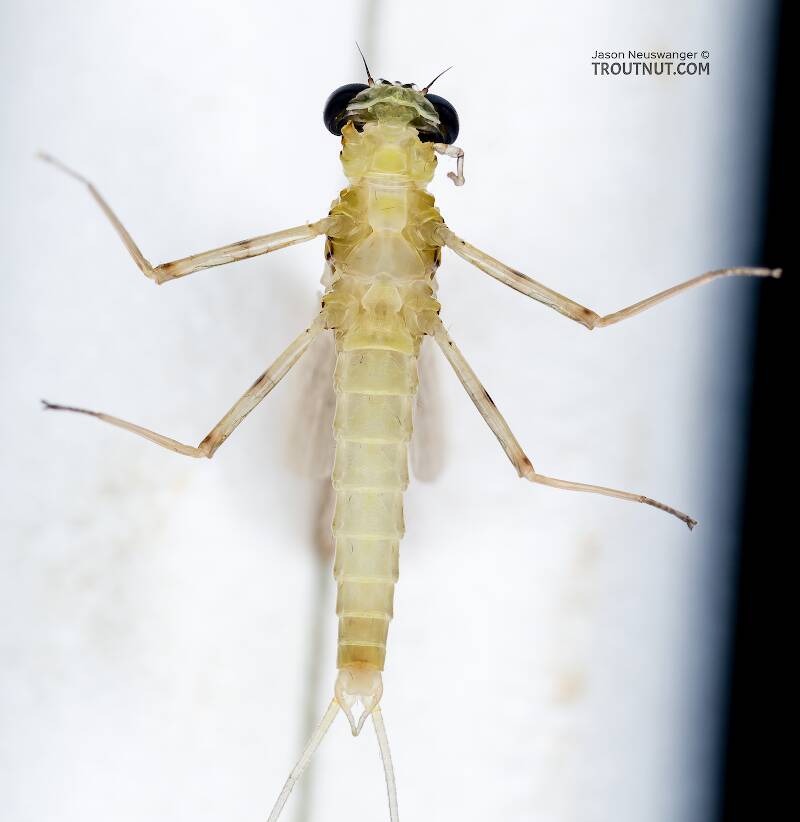 Ventral view of a Male Epeorus albertae (Heptageniidae) (Pink Lady) Mayfly Dun from the Cedar River in Washington