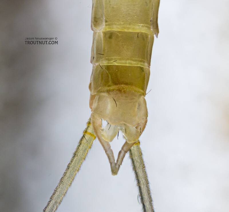 Male Epeorus albertae (Heptageniidae) (Pink Lady) Mayfly Dun from the Cedar River in Washington
